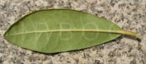 Rhododendron x caucasicum - Lower surface of leaf - Click to enlarge!